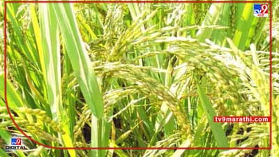 Kharif Season: यंदाच्या हंगामात धान पिकासाठी 2 नव्या वाणाचा समावेश, उत्पादनात होणार वाढ