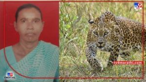 Chandrapur : बिबट्याने महिलेच्या नरडीचा घेतला घोट, नागरिकांमध्ये दहशत