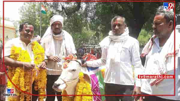 Yawatmal : गोमातेच्या स्वागताचा अनोखा सोहळा, उपसरपंचासह ग्रामस्थ थिरकले डीजे च्या तालावर