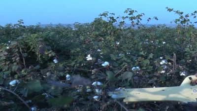 Cotton Crop : खरिपात बहरणार पांढर सोनं, दर वाढीचा परिणाम की आणखीन काही? वाचा सविस्तर