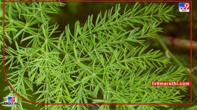 Medicinal Plants: औषधी वनस्पतीमधून लाखोंचे उत्पन्न, पेरणीपासून कापणीपर्यंतची जाणून घ्या सर्वकाही