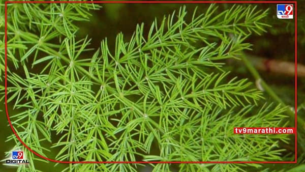 Medicinal Plants: औषधी वनस्पतीमधून लाखोंचे उत्पन्न, पेरणीपासून कापणीपर्यंतची जाणून घ्या सर्वकाही