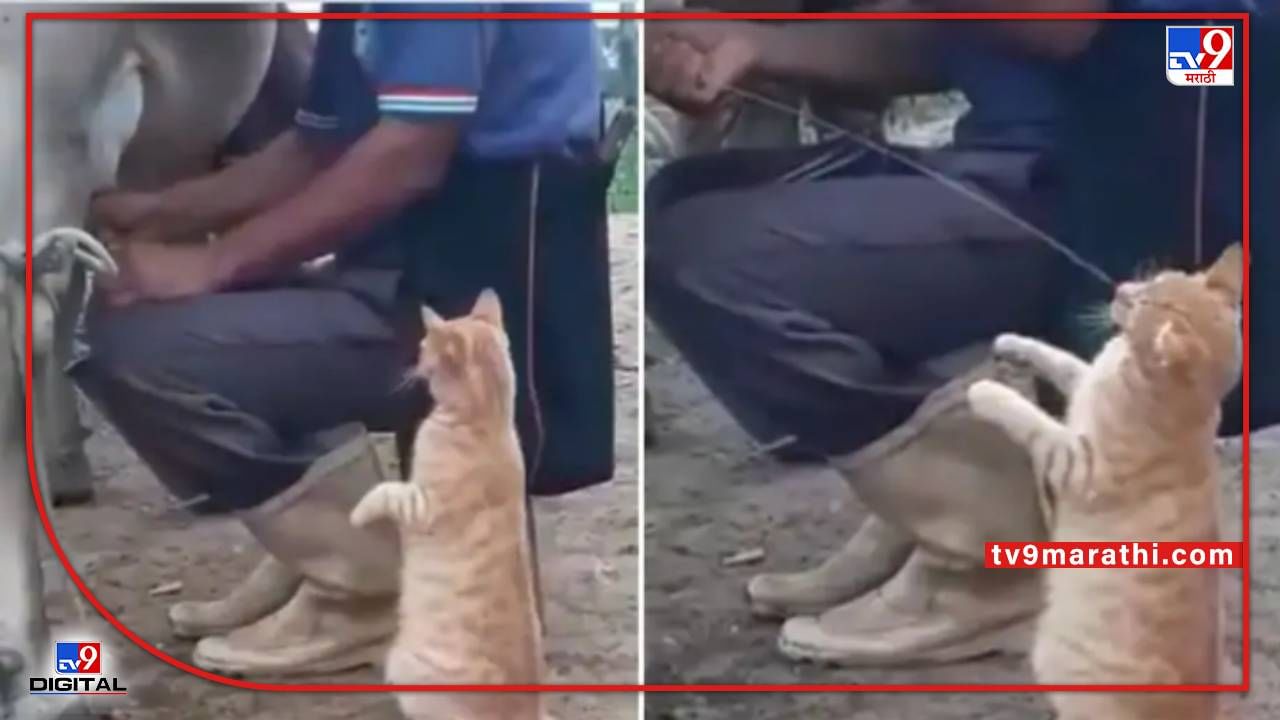Viral Video:..म्हणतात मांजर डोळे झाकून दूध पिते,हा व्हिडीओ पाहा, तुम्हाला विश्वास बसणार नाही, मांजरही दुधासाठी करु शकते विनंती