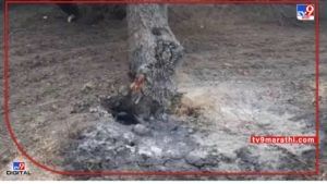 Buldana tree | शेगाव तालुक्यात रस्त्यावरील वृक्षांचा वाली कोण? आग लावून वृक्षतोडीचे प्रकार वाढलेत