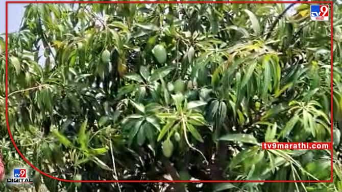 Unseasonable Rain : आंबा हंगामाचा शेवटही अवकाळीनेच, उन्हाळी पिकांवरही अवकृपाच