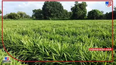 Cultivation of Ginger : आले लागवडीचे मुहूर्तही हुकले, शेतकऱ्यांवर कशामुळे ओढावले संकट ?