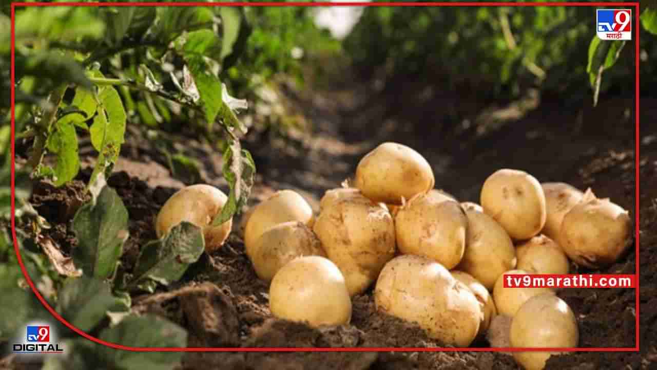 Potato Production: बटाट्याचे पीक जमिनीतच नाहीतर जमिनीच्यावरही, कृषी शास्त्रज्ञांच्या संशोधनामुळे शेतकऱ्यांचे उत्पन्न दुप्पट