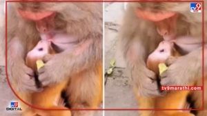 viral video : बाळाला दूध पाजत असताना माकड त्याचे प्रेमाने मुका घेत होते; व्हिडिओ पाहून लोक म्हणाले- आई... ही आई असते