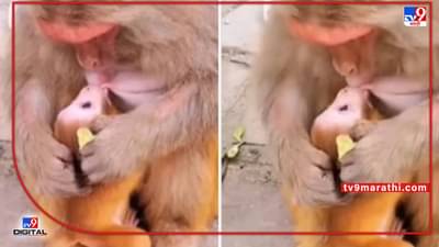 viral video : बाळाला दूध पाजत असताना माकड त्याचे प्रेमाने मुका घेत होते; व्हिडिओ पाहून लोक म्हणाले- आई... ही आई असते