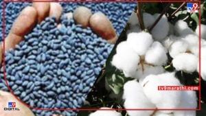 Cotton Crop : चाढ्यावर मूठ ठेवतानाच कपाशी बियाणांची विक्री, कशामुळे घ्यावा लागला कृषी विभागाला निर्णय?