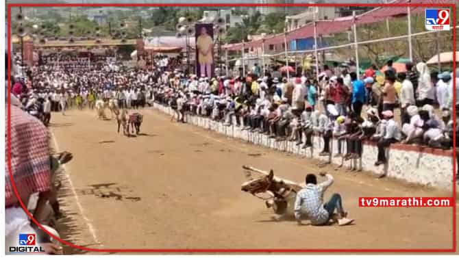 Pune Bullock cart race : घोडीचा पाय घसरला अन्... पुण्याच्या लोणीकंदमधल्या बैलगाडा शर्यतीत थोडक्यात बचावला तरूण, पाहा Video