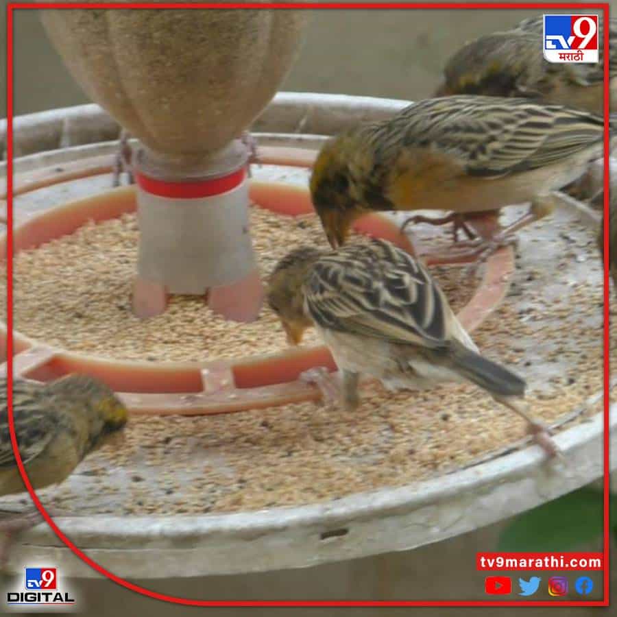 अकोला शहरातल्या कौलखेड भागातील कल्ले यांच्या घरी चिमण्यांची शाळा भरते. या ठिकाणी रोज खूप साऱ्या चिमण्या येतात. त्यामुळं सुमधूर स्वर कानावर पडतात. यातून मानसिक शांती लाभते.