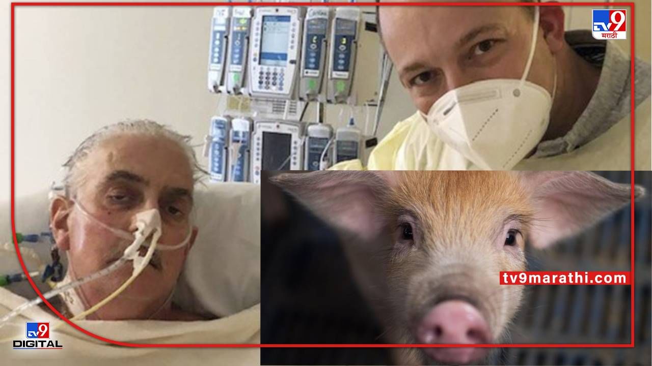 Pig heart transplant fail : माणसाला लावलं होतं डुकराचं ह्रद्य, हार्ट ट्रान्सप्लान्ट नव्हे तर हे असू शकते मृत्यूचे कारण