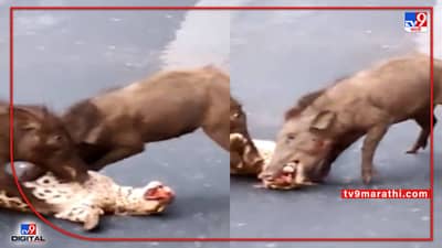 Video : खतरनाक! रानडुक्करांकडून चित्त्याची चिरफाड, पाहा अंगावर काटा आणणारा शिकारीचा व्हीडिओ...