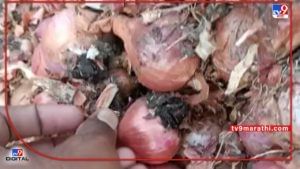 Onion Damage: ही कसली दुश्मनी..! कांद्यावर युरिया टाकून नासाडी, न्यायासाठी शेतकऱ्याची भटकंती