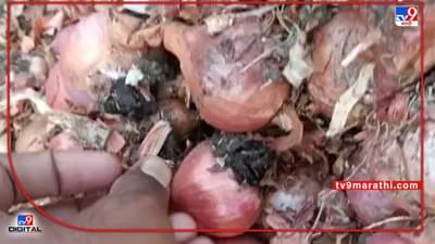 Onion Damage: ही कसली दुश्मनी..! कांद्यावर युरिया टाकून नासाडी, न्यायासाठी शेतकऱ्याची भटकंती