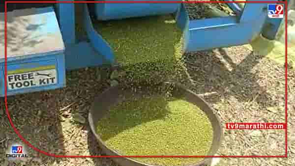 Summer Crop : खरिपात सोयबीनचे नुकसान, उन्हाळ्यात मुगातून भरपाई, पोषक वातावरणामुळे वाढली उत्पादकता..!