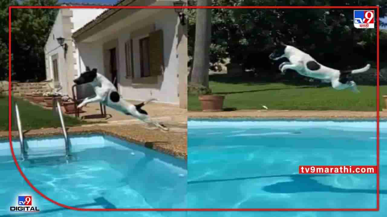 Video : भर उन्हात कुत्र्याची स्विमिंग पूलमध्ये उडी, काही सेकंद कुत्रा हवेतच!, ही लांब उडी तुम्ही पाहातच राहाल...