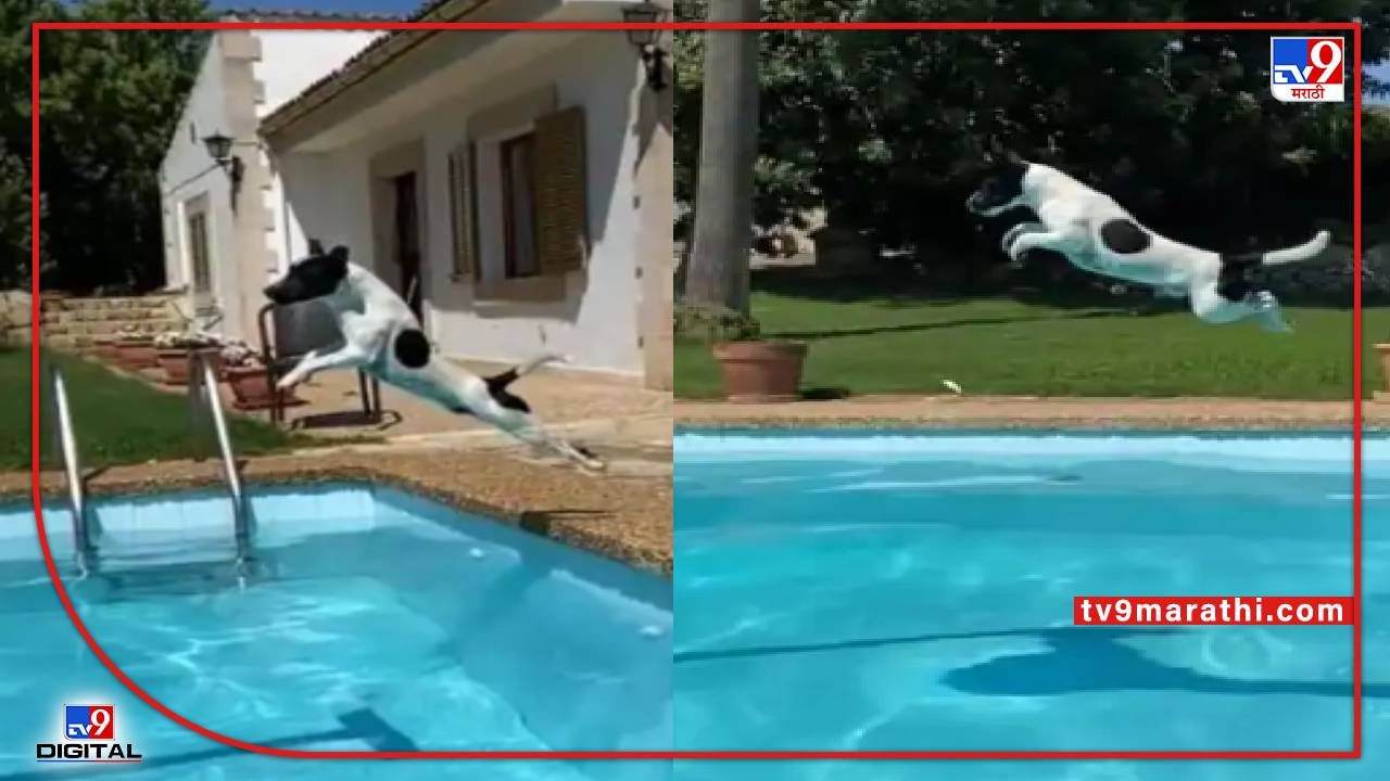 Video : भर उन्हात कुत्र्याची स्विमिंग पूलमध्ये उडी, काही सेकंद कुत्रा हवेतच!, ही 'लांब उडी' तुम्ही पाहातच राहाल...