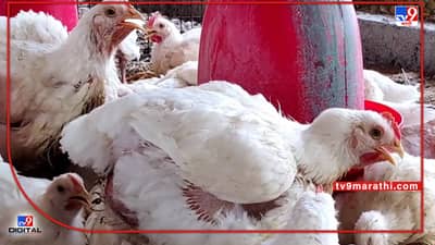 Ahmednagar : वाढत्या उन्हामुळे पोल्ट्री व्यवसायच धोक्यात..! नगर जिल्ह्यात दिवसाकाठी होतोय 50 कोंबड्यांचा मृत्यू