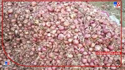 Onion: बाजारपेठेत दराचा वांदा, काढणी खर्च वाढल्याने कांदा वावरातच सडला