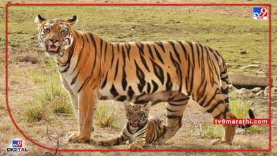 शिवसेना सचिव मिलिंद नार्वेकर यांच्या जागतिक मातृदिनानिमित्त हटके शुभेच्छा