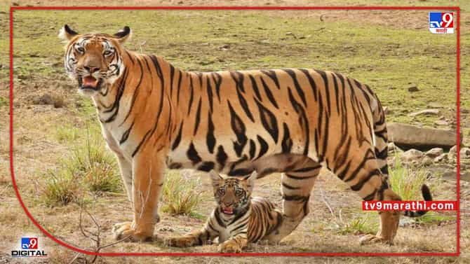 शिवसेना सचिव मिलिंद नार्वेकर यांच्या जागतिक मातृदिनानिमित्त हटके शुभेच्छा