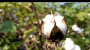 Cotton Crop : कापसाच्या विक्रमी दराचा परिणाम यंदाच्या पेरणी क्षेत्रावर, बियाणेही बाजारात