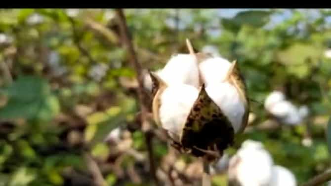 Cotton : कृषी विभागाच्या एका निर्णयामुळे बदलणार खरिपाचे चित्र, कापूस लागवडीला कशाचा अडसर?