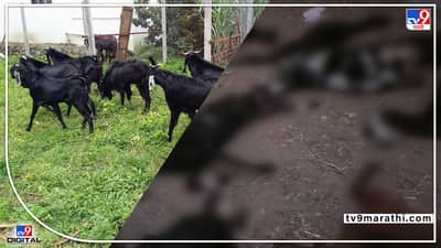 Indapur : काही तासांपूर्वी घेतलेल्या 54 शेळ्या डोळ्यादेखत दगावल्या, शेतकऱ्यावर हे काय आभाळ कोसळलं?