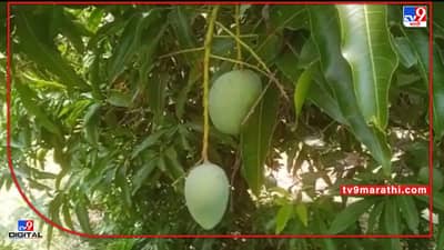 Nanded : माळरानावर आंबा बाग बहरली मात्र, वाढत्या उन्हामुळे फळधारणेत घट झाली