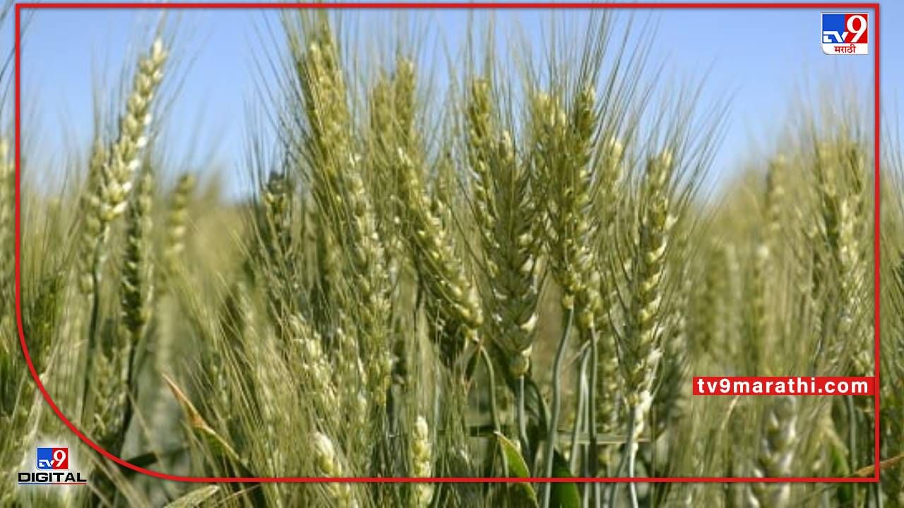 Rabi Wheat : शेत पिकलं सोन्यावाणी, गव्हाला हमीभावापेक्षा 4 पट अधिकचा दर