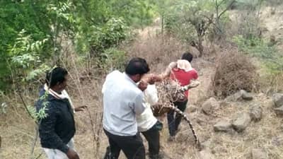 Beed | रानडुकरांसाठी लावलेल्या वाघोरीत अडकला बिबट्या, बीडमधील शिरूरमध्ये पंधरा दिवसात दोन बिबट्यांचा मृत्यू
