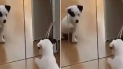 VIDEO | पहिल्यांदाच स्वतःला आरशात पाहून इवलुश्या डॉगीची मस्ती, पाहा खास व्हिडीओ!