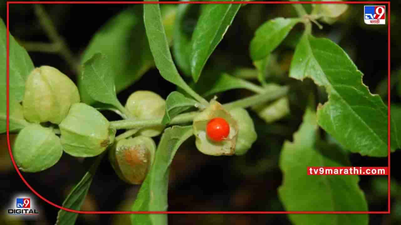 Kharif Season : खरिपात करा या औषधी वनस्पतीची लागवड अन् मिळवा उत्पादन खर्चाच्या 7 पटीने उत्पन्न