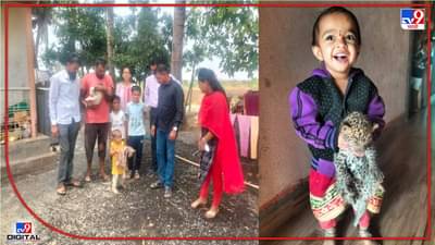 Video : वाट चुकलेले बिबट्याचे बछडे शेतकरी कुटुंबात आठवडाभर विसावले! मादी न परतल्यानं वनविभागाच्या स्वाधीन