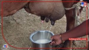 Video : भांडे ठेवताच गाय देते 4 ते 5 लिटर दूध, घटनेची परिसरात चर्चा...
