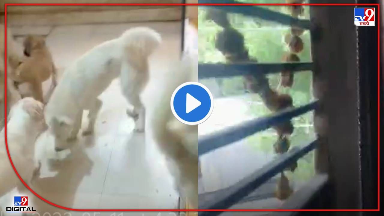 Pune Crime VIDEO: आई-बापाने कोंडलं...22 कुत्र्यांसोबत 730 दिवस, 11 वर्षांच्या मुलाचा अंगावर काटा आणणारा व्हिडीओ...