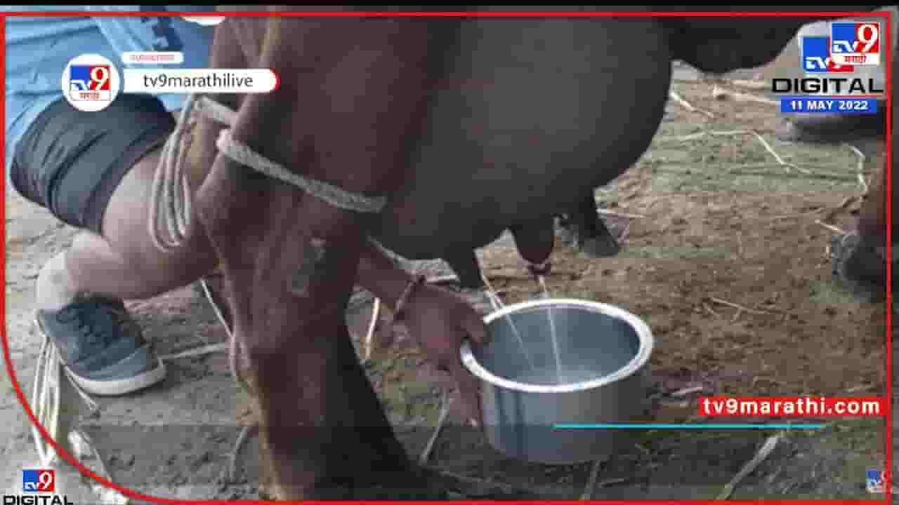 अय असं कसं ? भांडं ठेवलं कि गाय आपोआप दूध देते