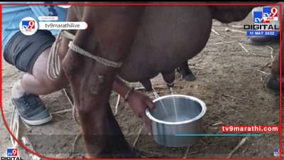 अय असं कसं ? भांडं ठेवलं कि गाय आपोआप दूध देते