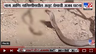 Video : वाट चुकलेले बिबट्याचे बछडे शेतकरी कुटुंबात आठवडाभर विसावले! मादी न परतल्यानं वनविभागाच्या स्वाधीन