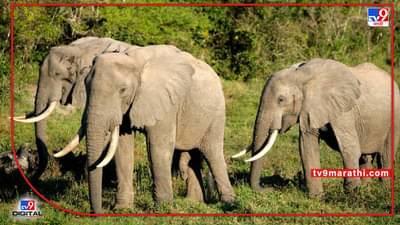 Elephant News : एअर इंडिया, पोलीस अकादमीनंतर महाराष्ट्रातील हे वैभवही गुजरातला हलवणार, केंद्र सरकारचा निर्णय