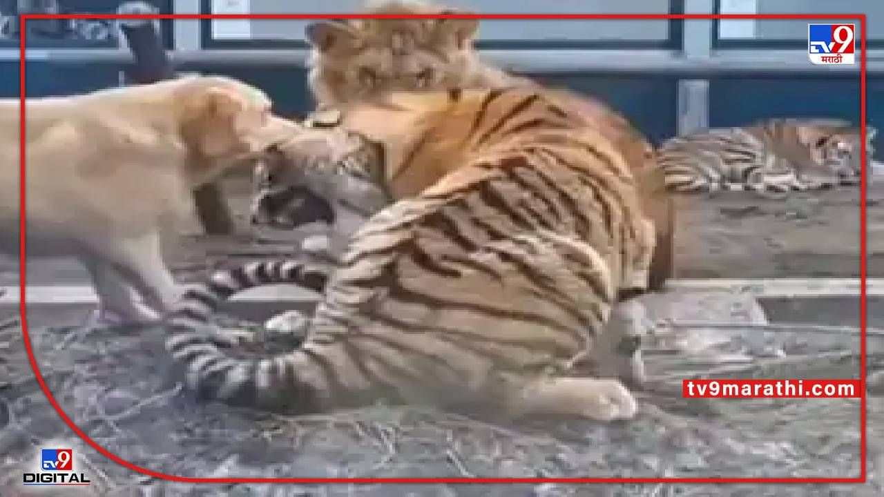 Video : कुत्रा वाघाची शिकार करत होता, सिंह फक्त बघत राहिला, व्हीडिओ पाहून अंगावर काटा येईल...