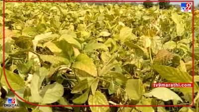 Summer Crop : पेरलं..उगवलं पण बहरलेल्या सोयाबीनला फलधारणाच नाही, उन्हाळी हंगामतही प्रयोग फसला