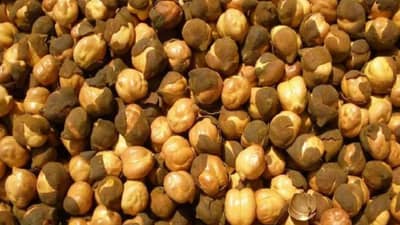 दररोज सकाळी रिकाम्या पोटी भाजलेले चणे खा आणि झटपट वजन कमी करा!