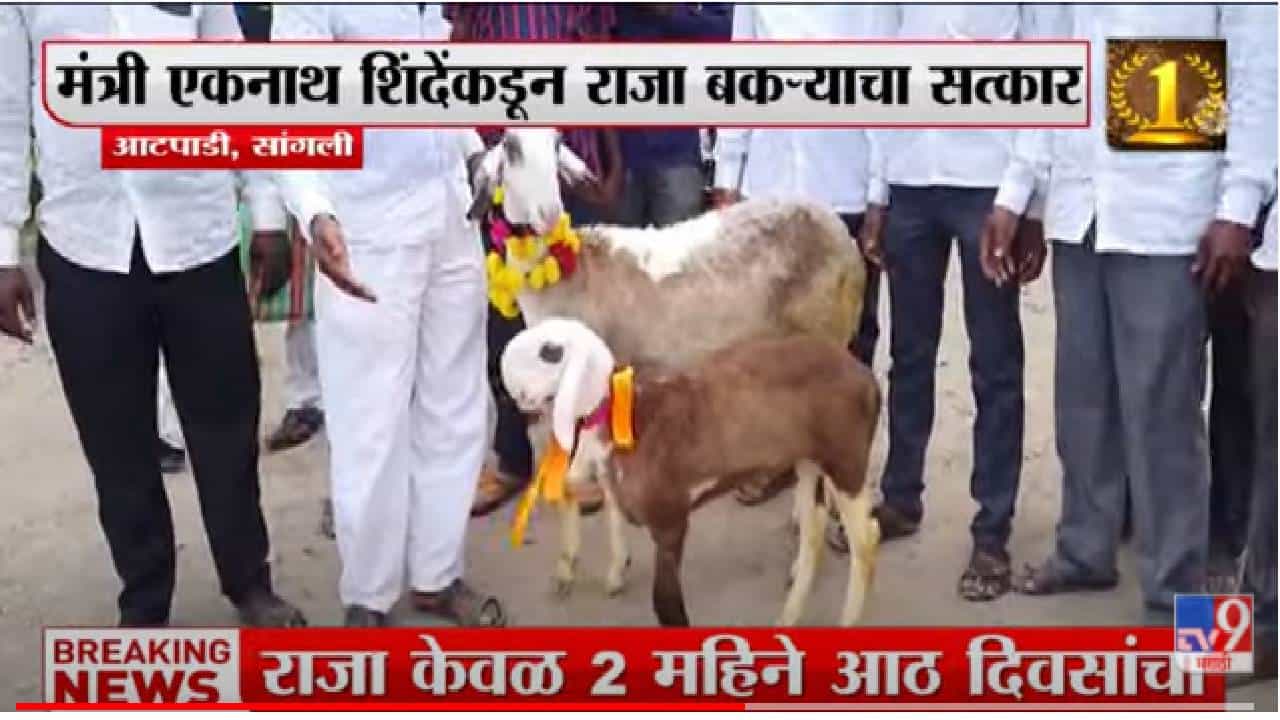 Atpadi: आटपाडीत माडग्याळ जातीच्या राजा बकऱ्याची चर्चा Atpadi: आटपाडीत माडग्याळ जातीच्या राजा बकऱ्याची चर्चा