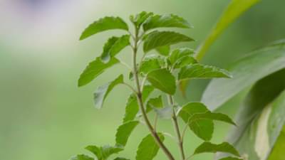 Vastu Tips: दारी तुळस न्यारी, जपा एकत्र कुटुंबाची जबाबदारी, वास्तूशास्र सांगतं, ते करा एकदा तरी!