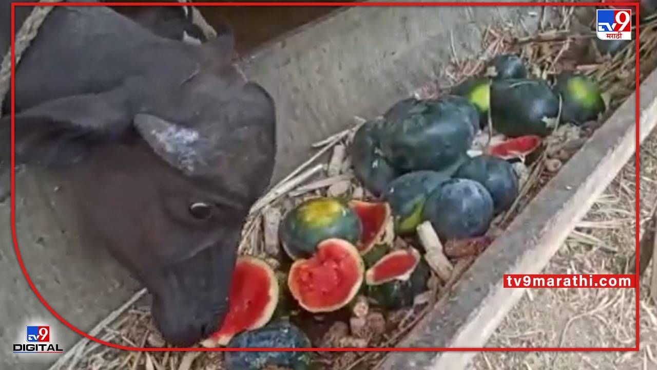 Watermelon : हंगामाच्या सुरवातीला भाव खाणारे कलिंगड आता जनावरांच्या दावणीला, हंगामी पिकातूनही फटका