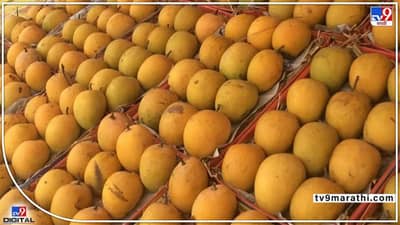 Pune Mango season : कर्नाटकातल्या पावसाचा पुण्याच्या आंबा हंगामावर परिणाम; असनी चक्रीवादळामुळे सुरू आहे पाऊस
