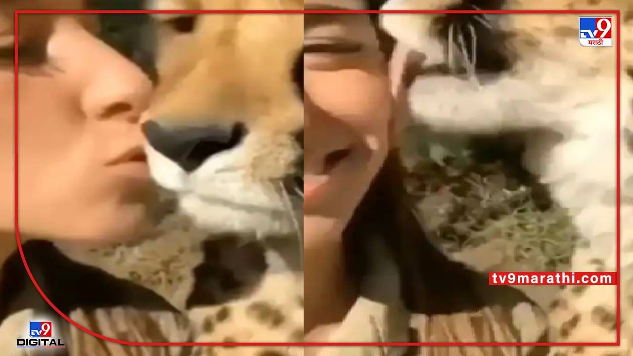 Video : तरूणीने केलं चित्त्याच्या गालावर किस, नेटकरी म्हणतात, धाडसाचं कौतुक करावं तितकं कमी!